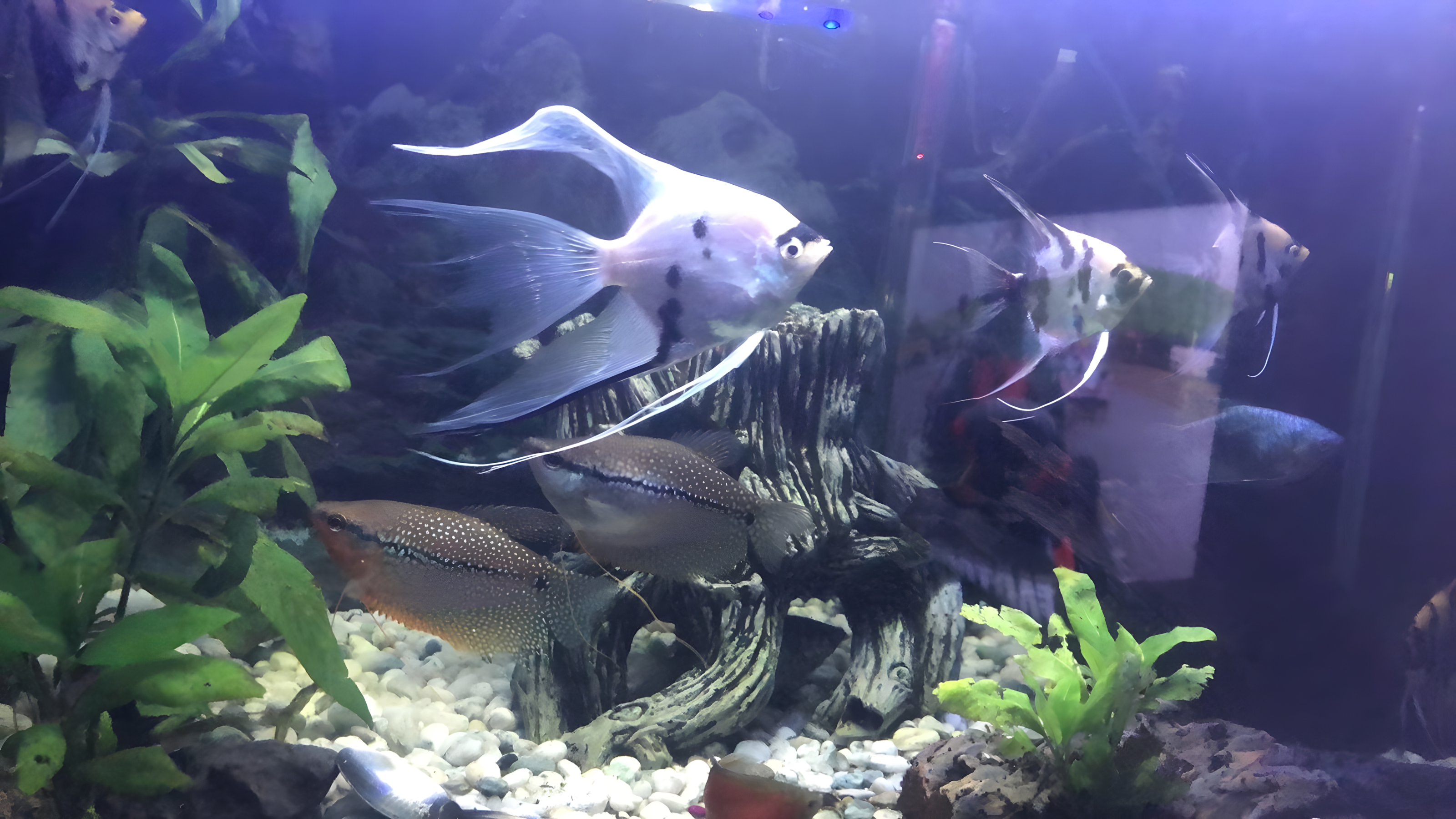 Angelfish and pearl gouramis in one of our planted tanks in the Waitara fishroom
