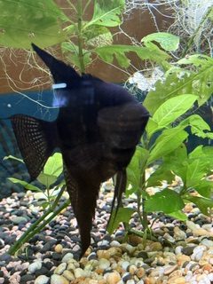 Black Pinot Angel