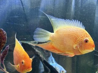 Gold severum with angels
