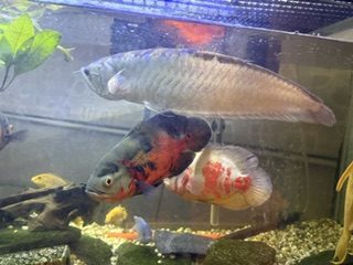 Silver arowana