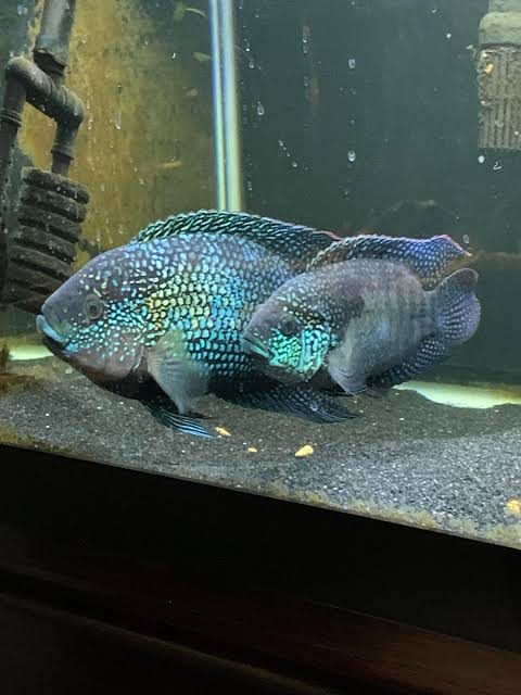 Electric blue