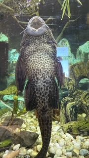 Pleco