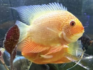 Severum, grown on