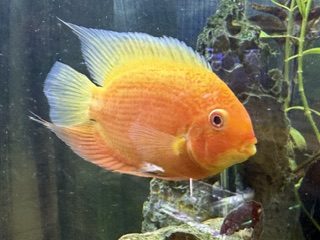 Severum