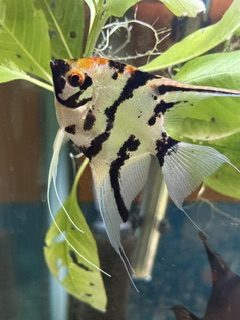 A koi angelfish in one of our grow out tanks