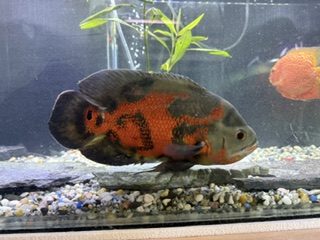 Tiger Oscar