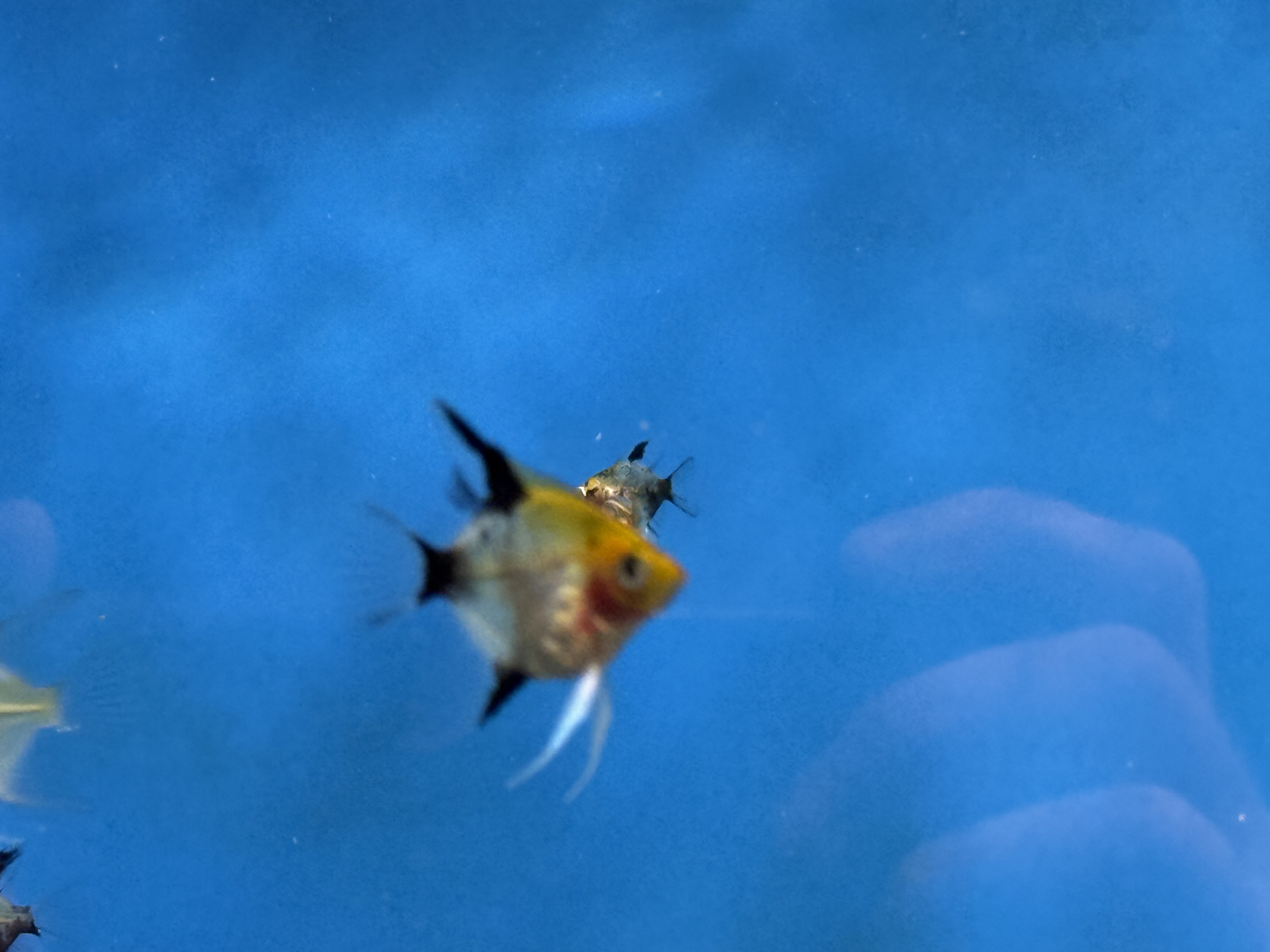 Blushing Koi Angel, photograph 4