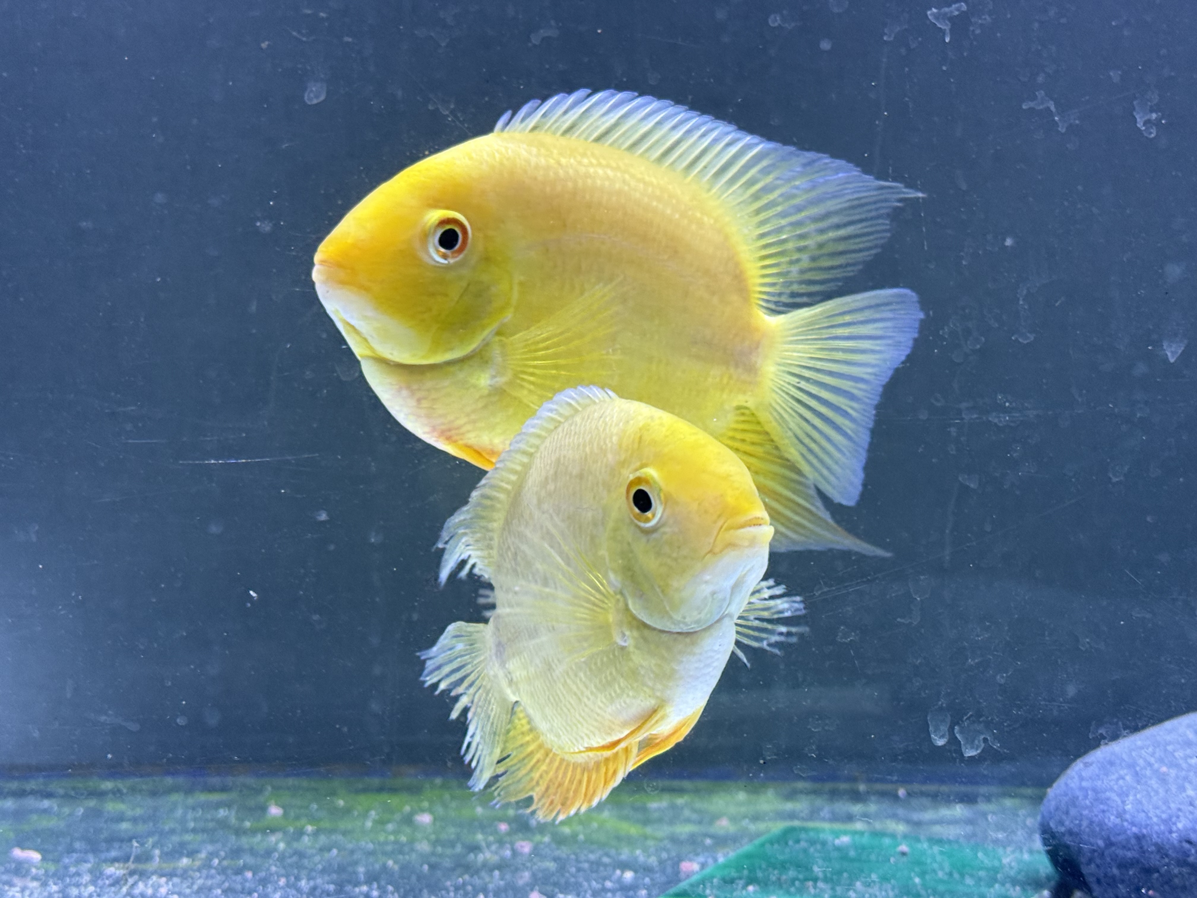 Gold Severum, photograph 4