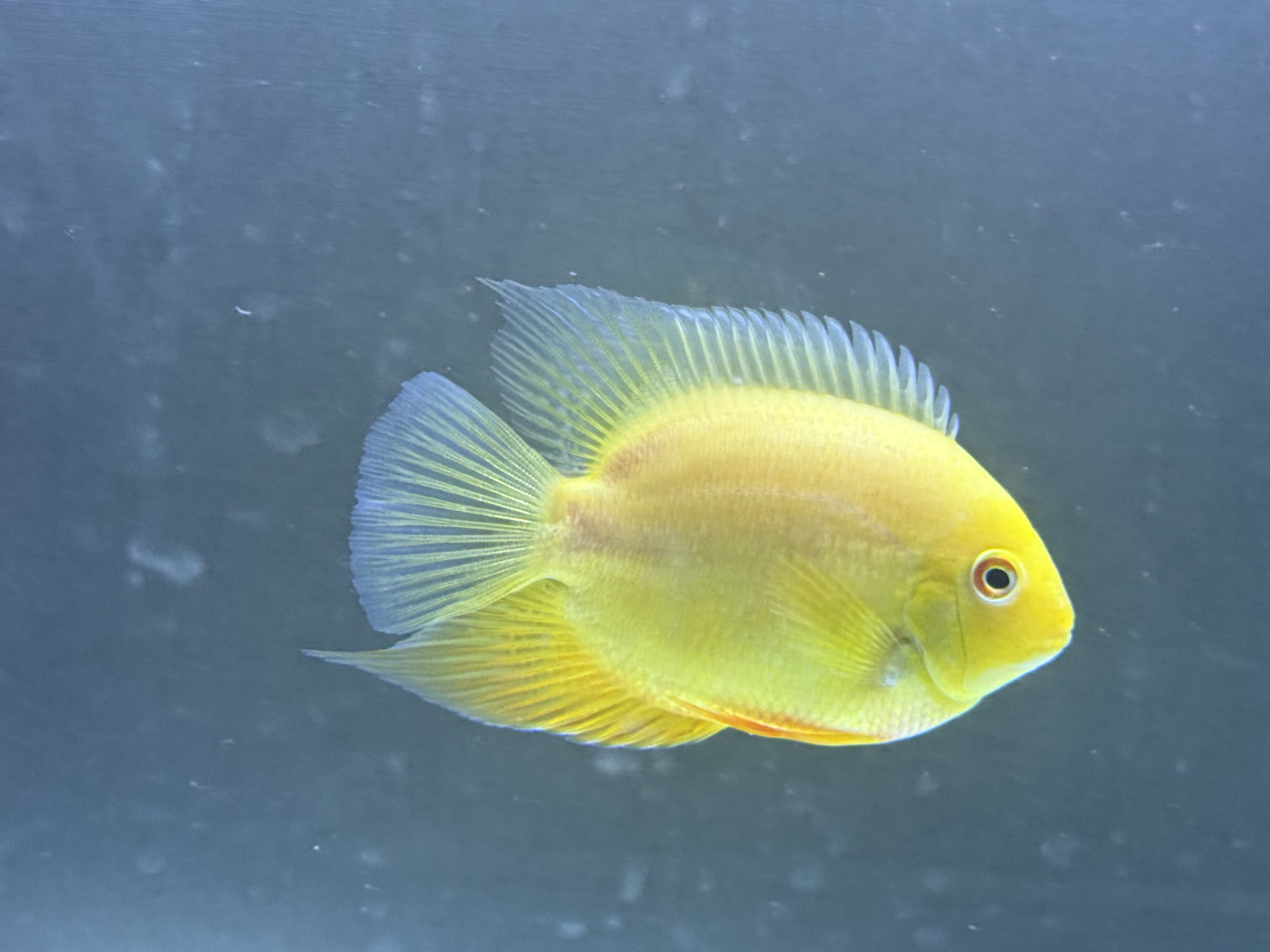 Gold Severum, photograph 5