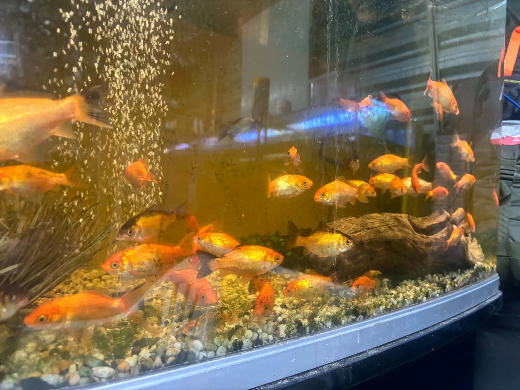 Goldfish