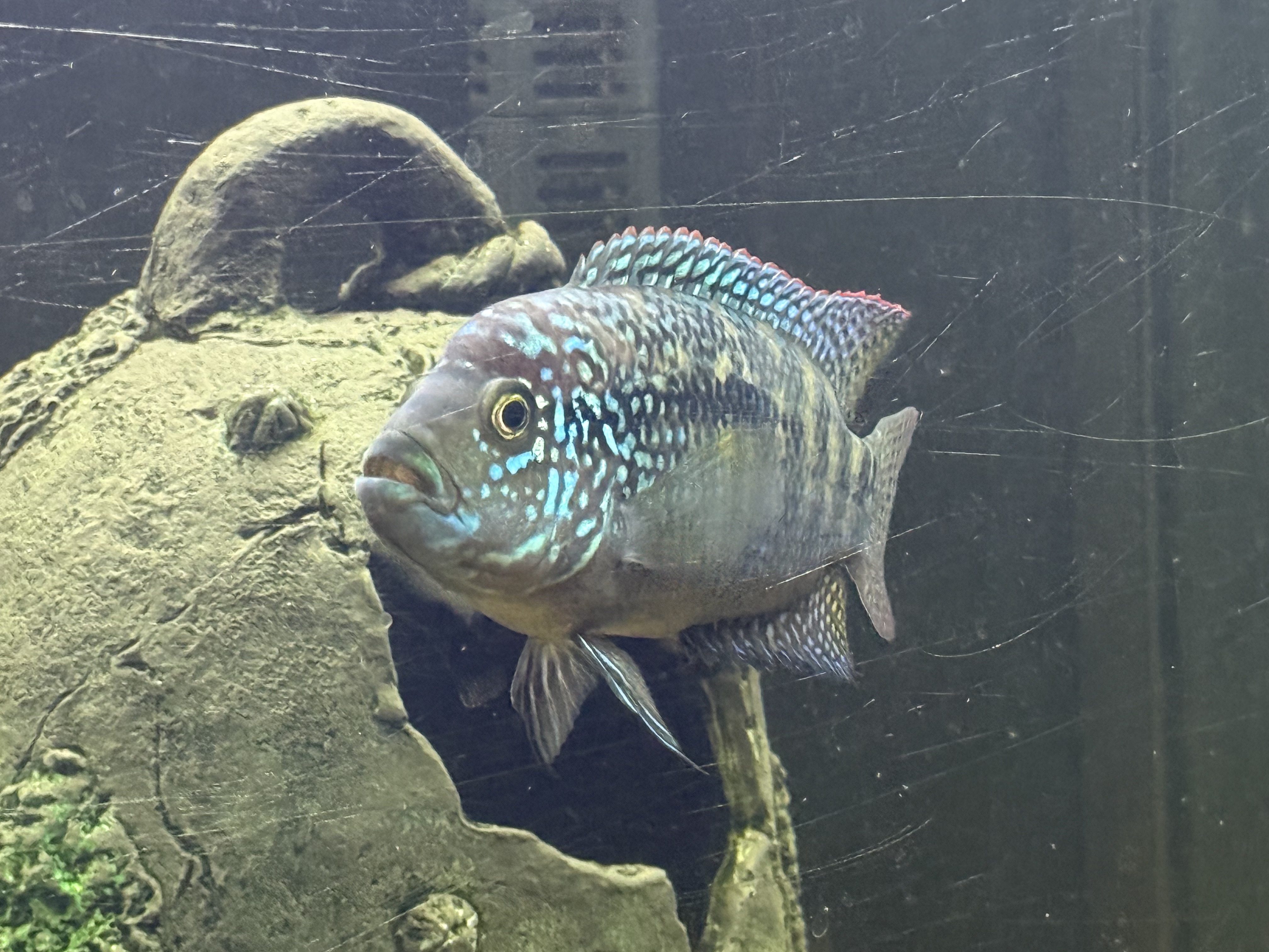 Jack Dempsey