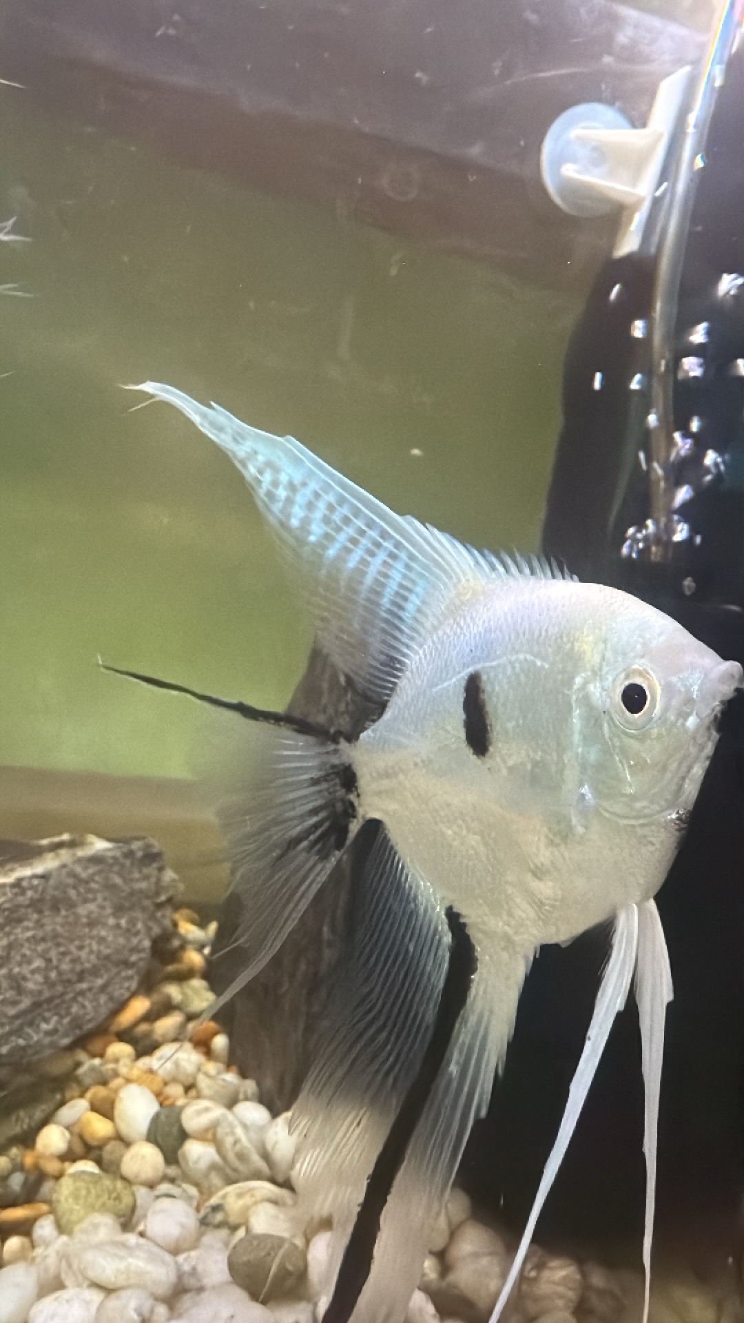 Panda Ghost Veil Tail Angel