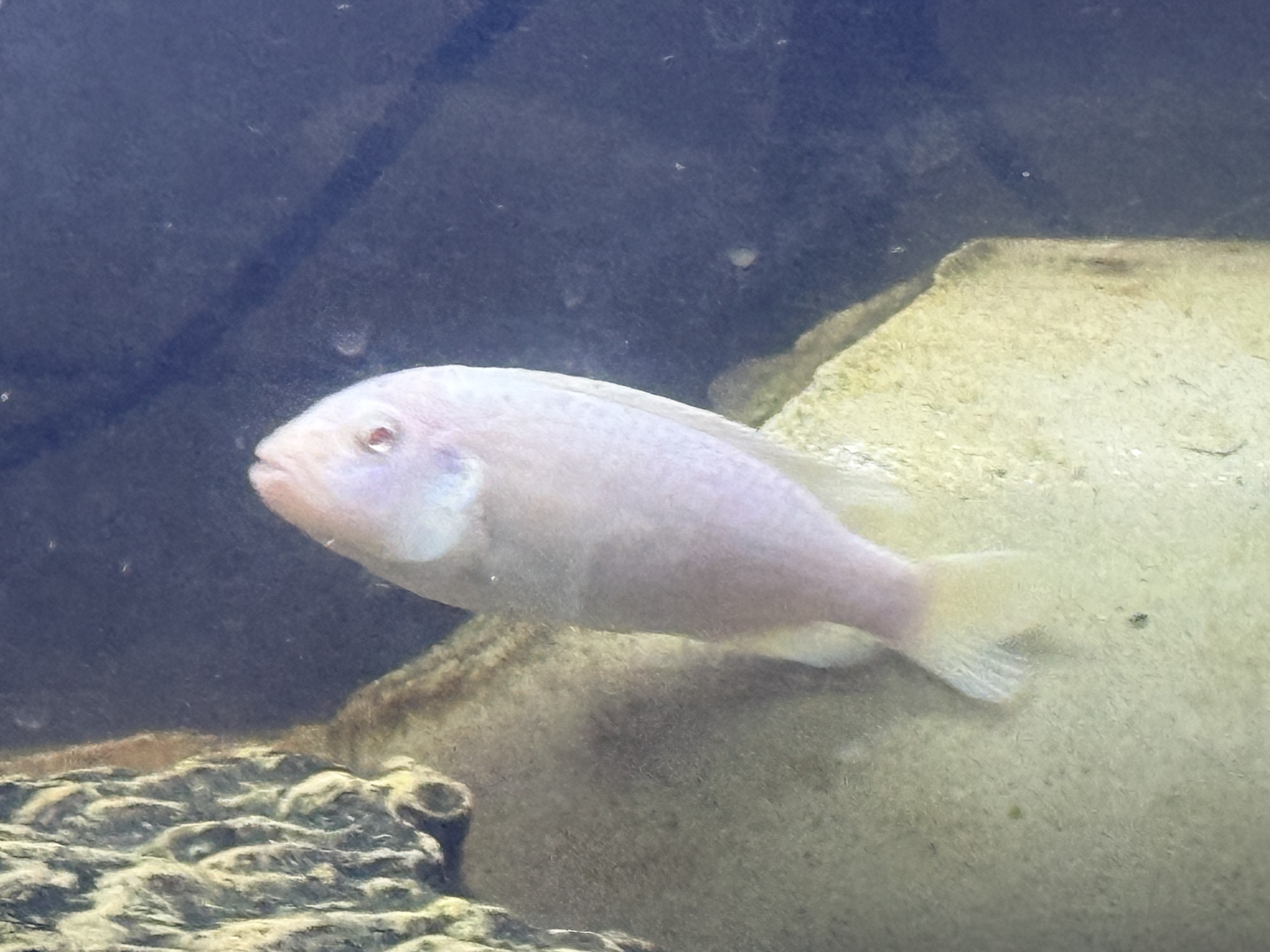 Snow White Cichlid, photograph 3