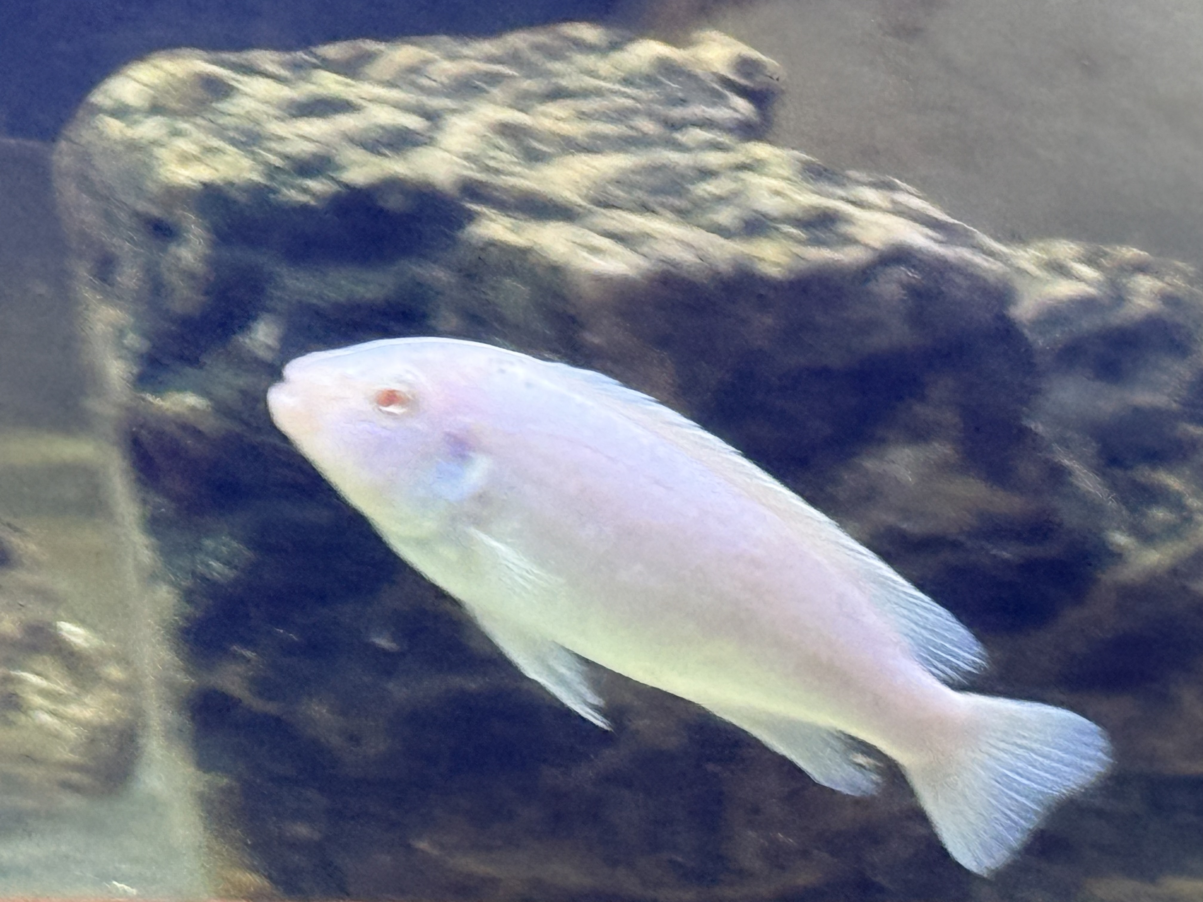 Snow White Cichlid